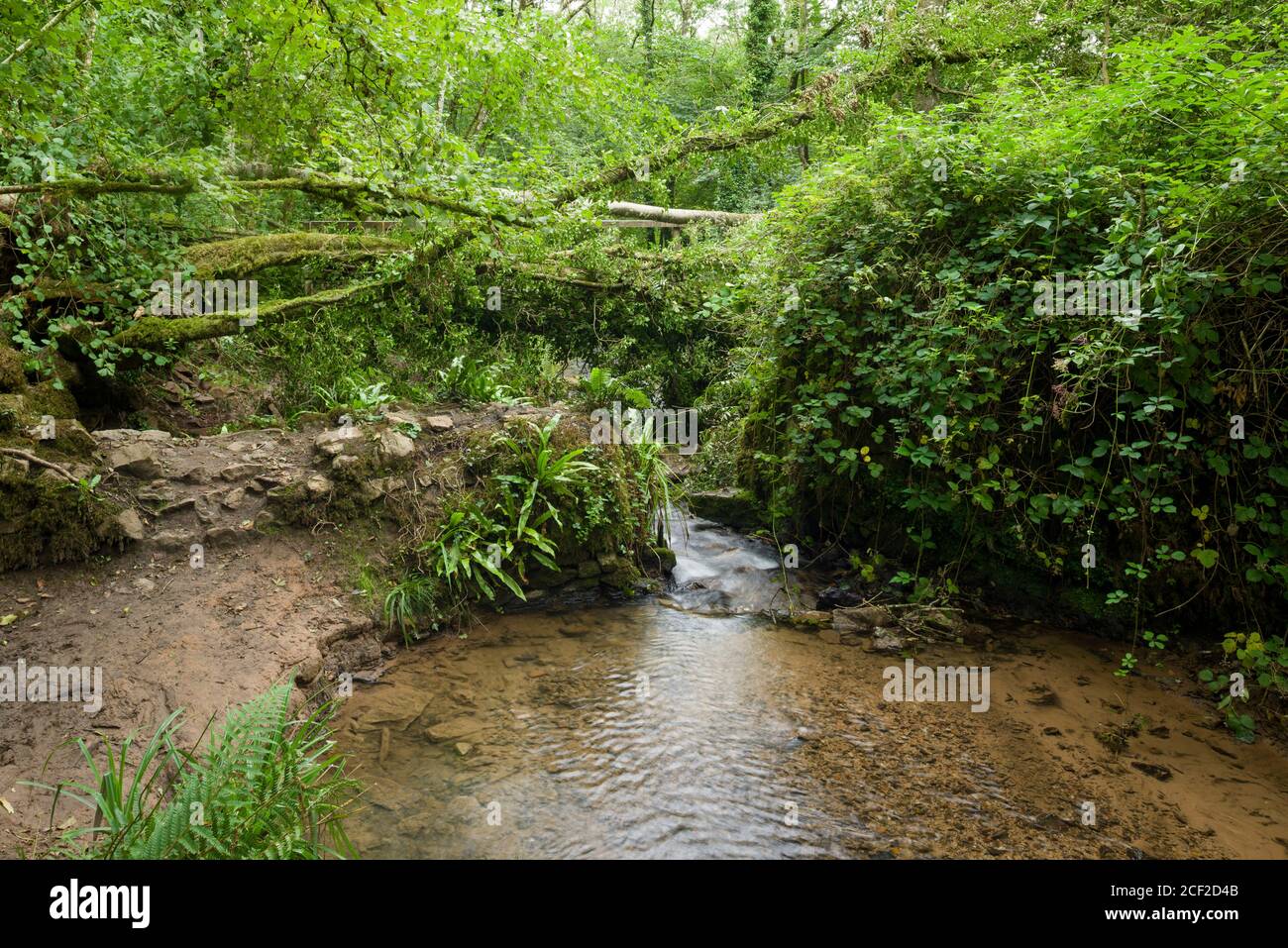 Il fiume Mells su cui un albero di cenere europeo è caduto a causa del fungo di dieback di Ash (Hymenoscyphus fraxineus), Harridge Wood Nature Reserve, Somerset, Inghilterra. Foto Stock