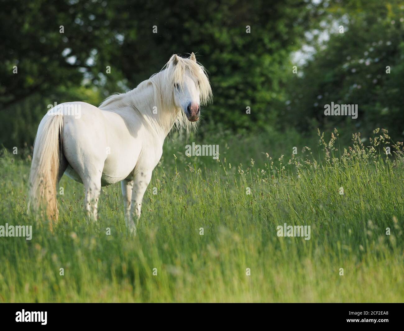 Un pony grigio sorge in una lunga erba estiva. Foto Stock