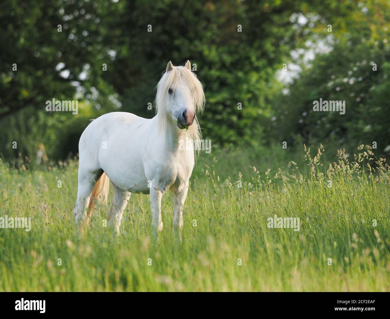 Un pony grigio sorge in una lunga erba estiva. Foto Stock