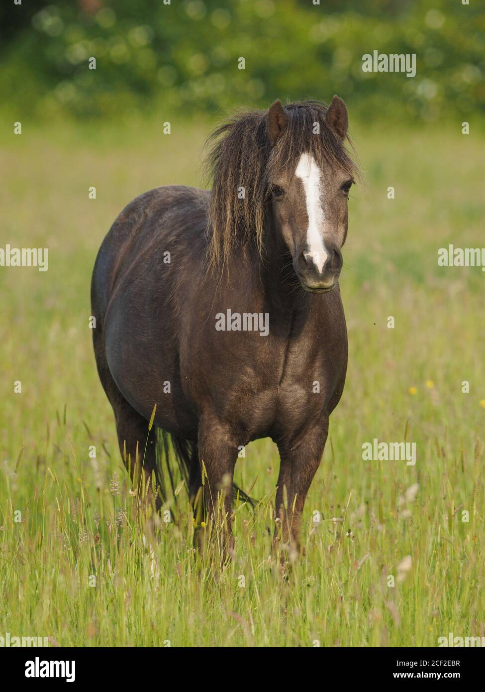 Un pony gallese sorge in un prato estivo di erba molto lunga. Foto Stock