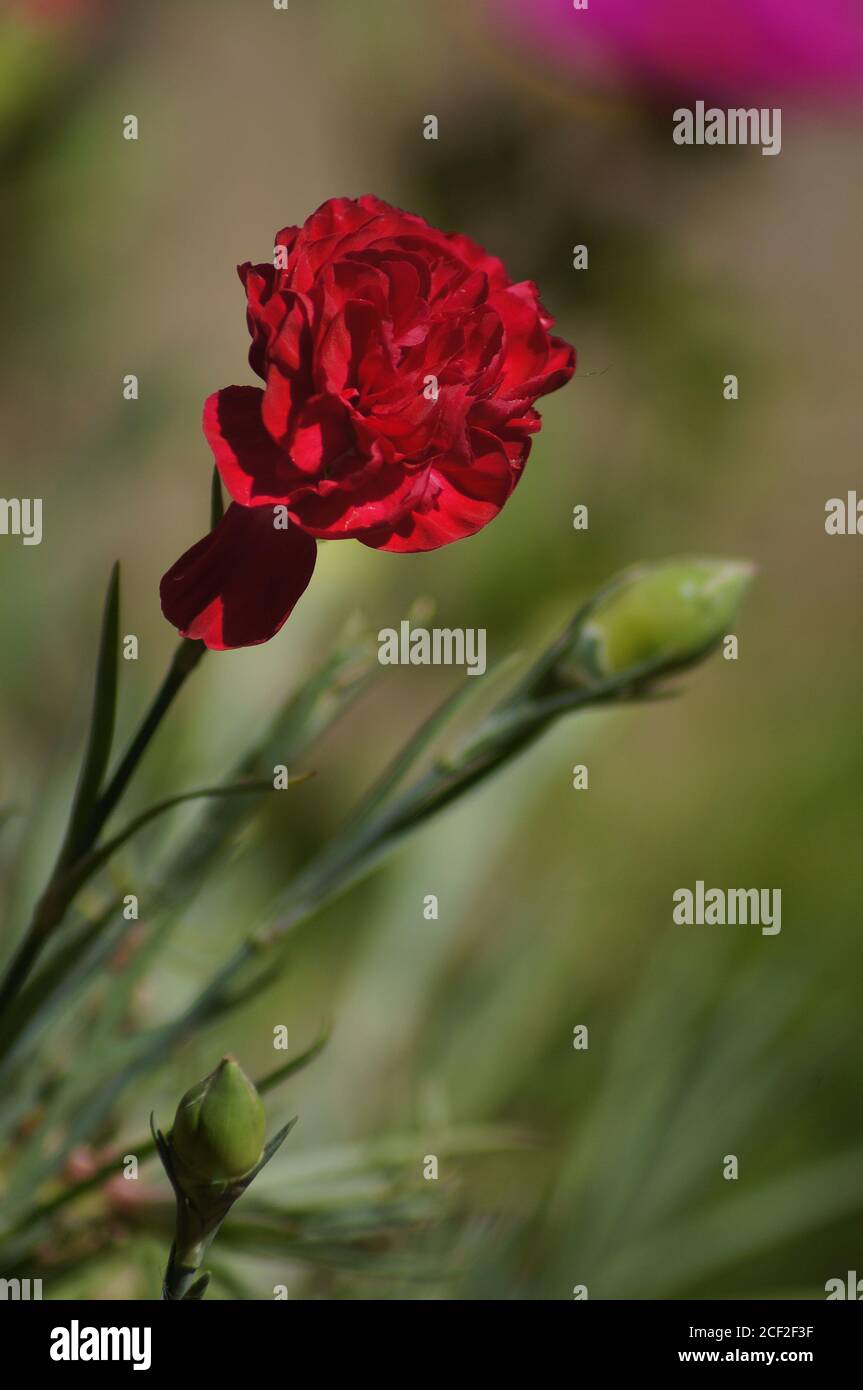 fiore rosa 'dianthus' con fondo soft-focus Foto Stock