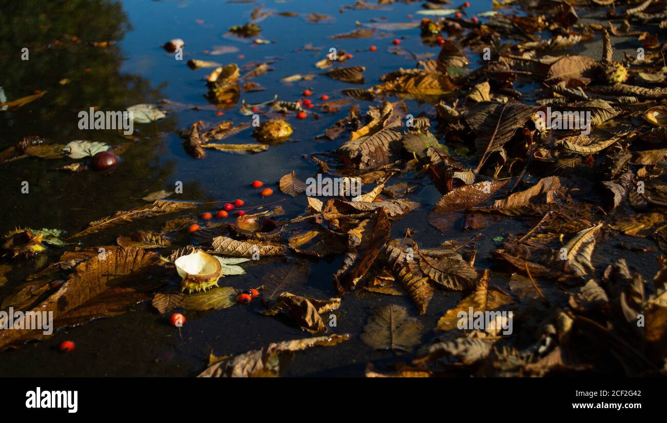 Autunno ancora vita. Foglie secche, conchiglie di castagno e bacche rosse si trovano in una pozza Foto Stock