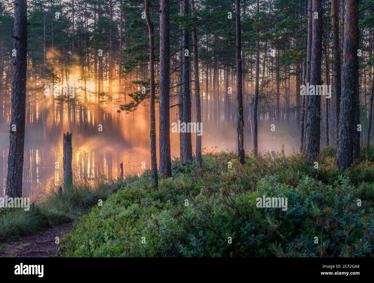 Paesaggistico paesaggio forestale con bella luce del sole nebbiosa attraverso la foresta Al mattino d'estate in Finlandia Foto Stock