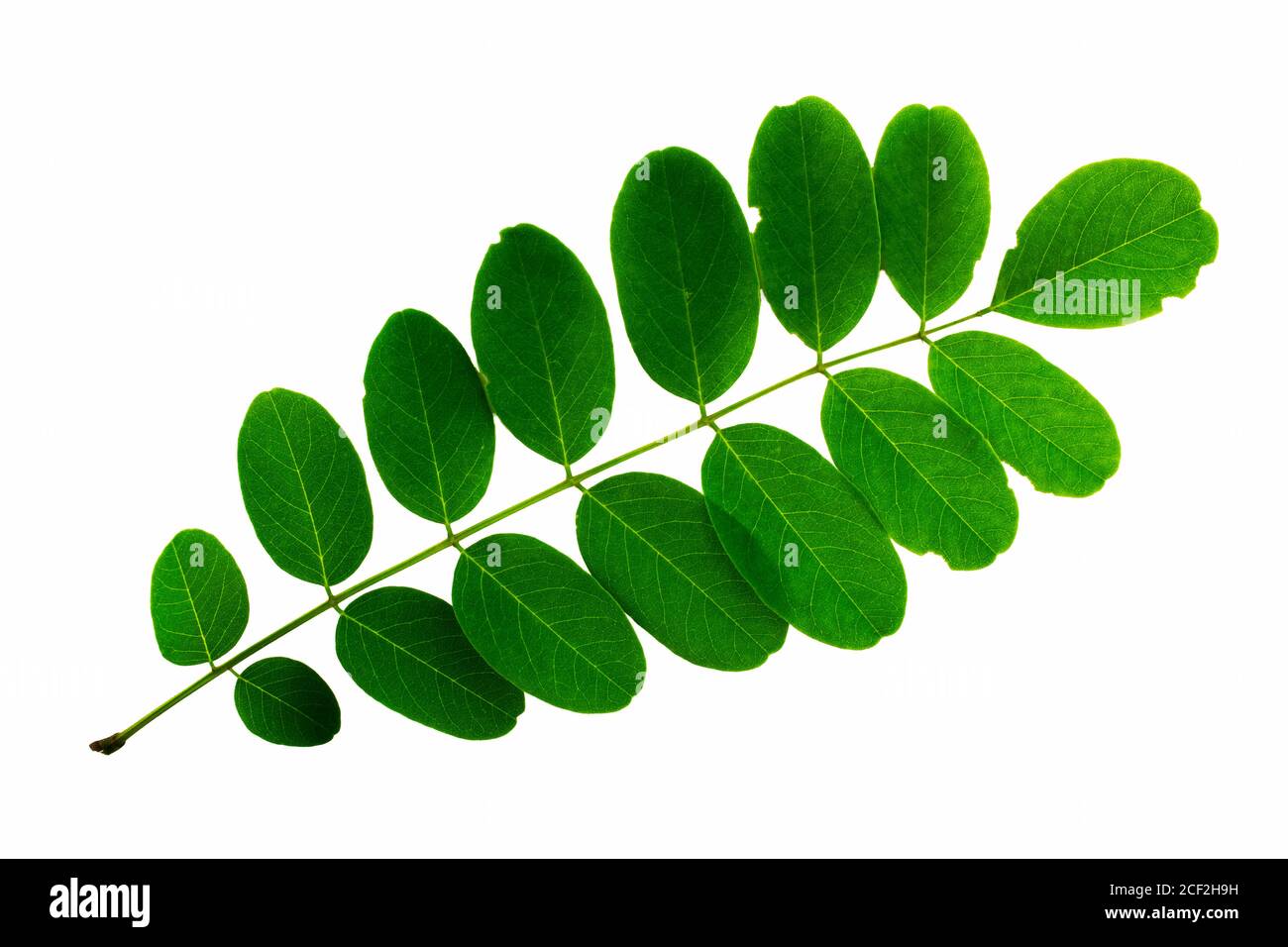 infiorescenza delle foglie di acacia isolata su sfondo bianco Foto Stock