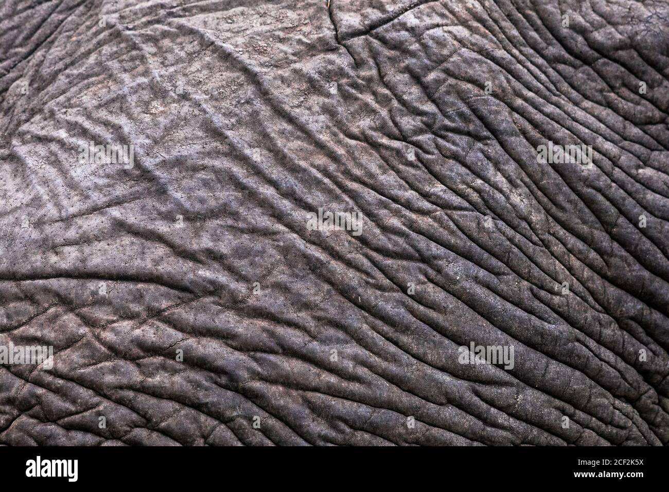 Elephant stropicciata pelle pattern close-up astratto tema safari e metafora per non prendersi cura Foto Stock