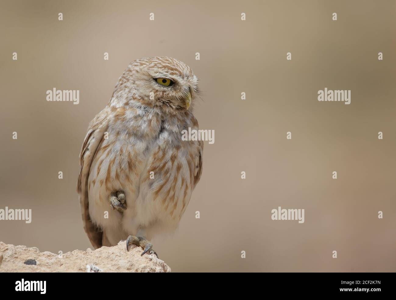 Gufo (Athene noctua) in piedi su una gamba su rocce Foto Stock