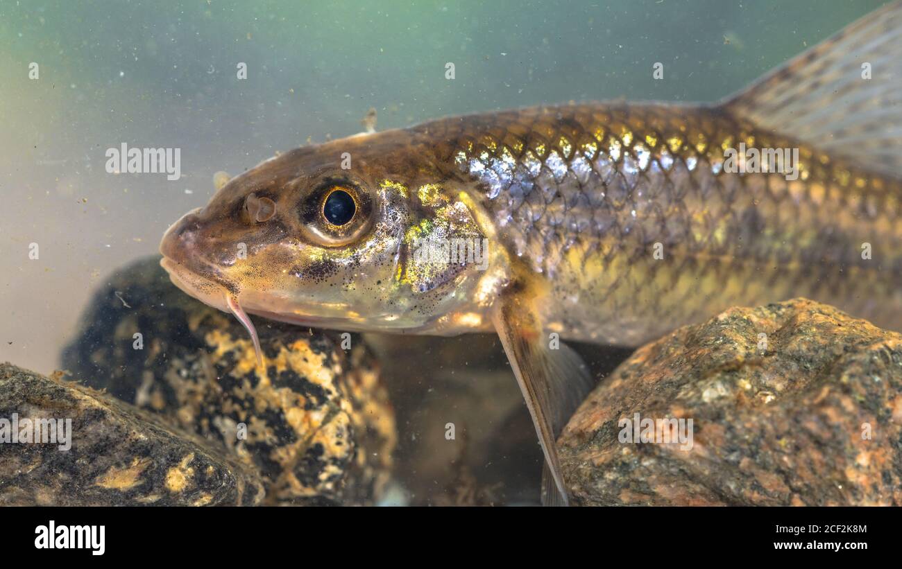 Gordgeon (Gobio gobio) fondo di acqua dolce ritratto di pesci bentici in habitat naturale su sfondo verde. Foto Stock