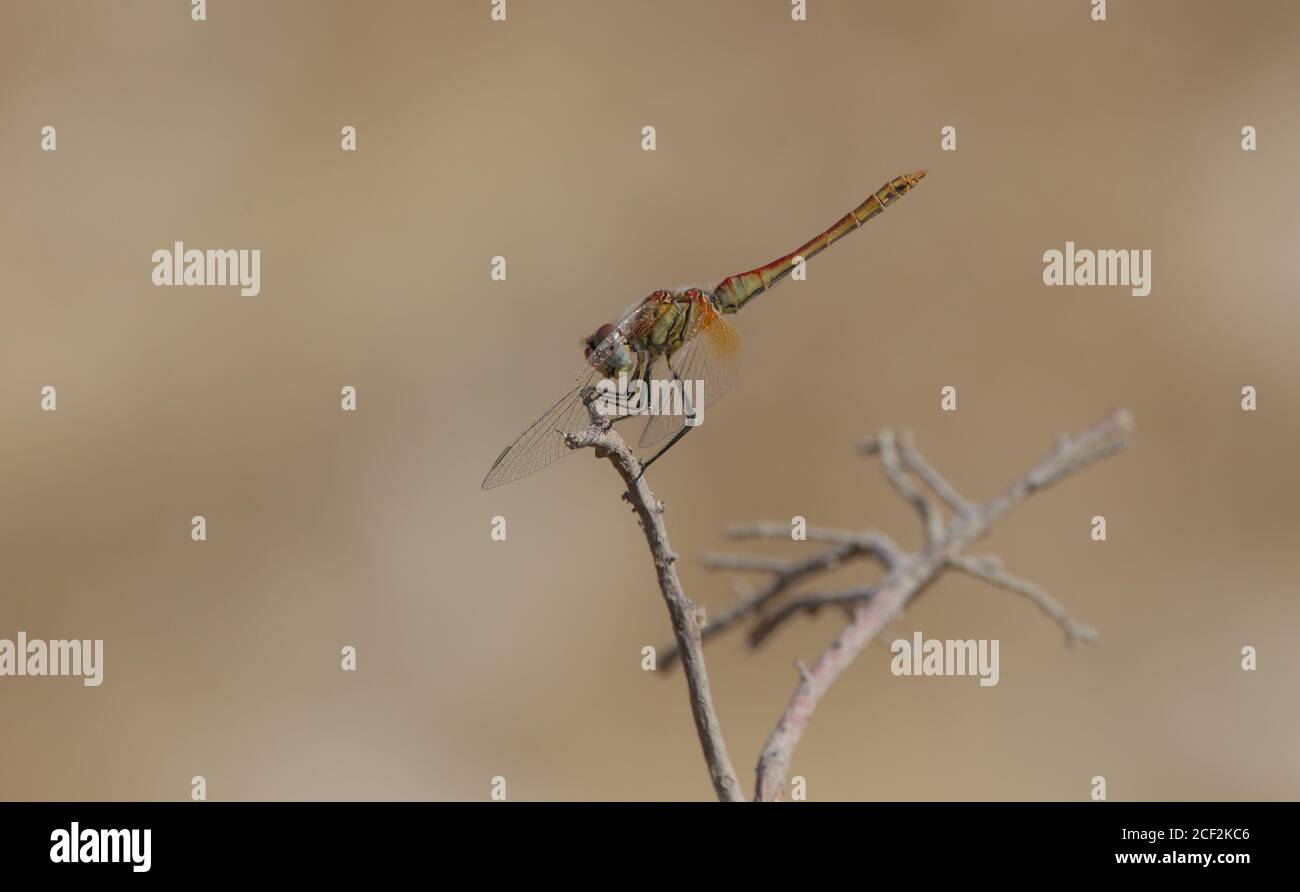 libellula rossa che poggia sul ramo dell'albero Foto Stock