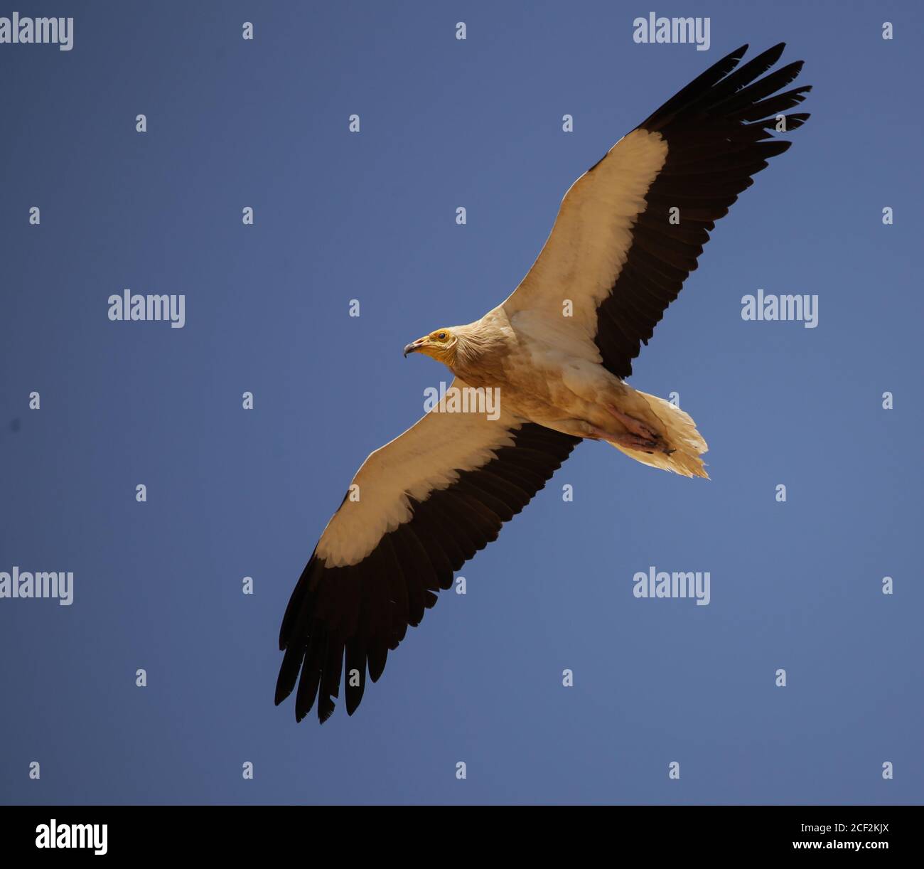 Avvoltoio volante. Avvoltoio egiziano (Neophron percnopterus) che vola nel cielo. Sfondo blu cielo. Foto Stock