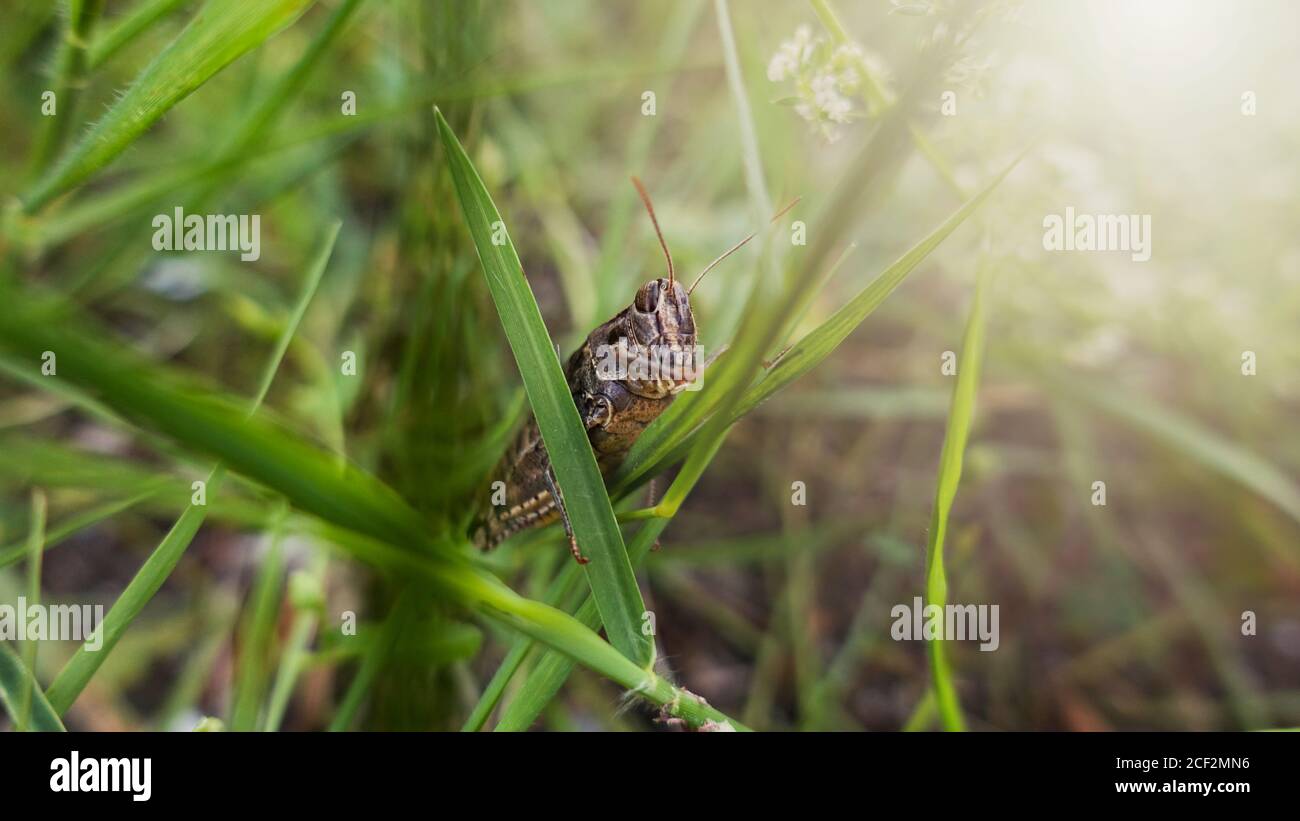 Grass Hopper strisciare su l'erba verde. Bush-cricket Macro Shot. Estate mattina Meadow Locust orientale alla ricerca di cibo nella foresta. Bush-cricket Foto Stock