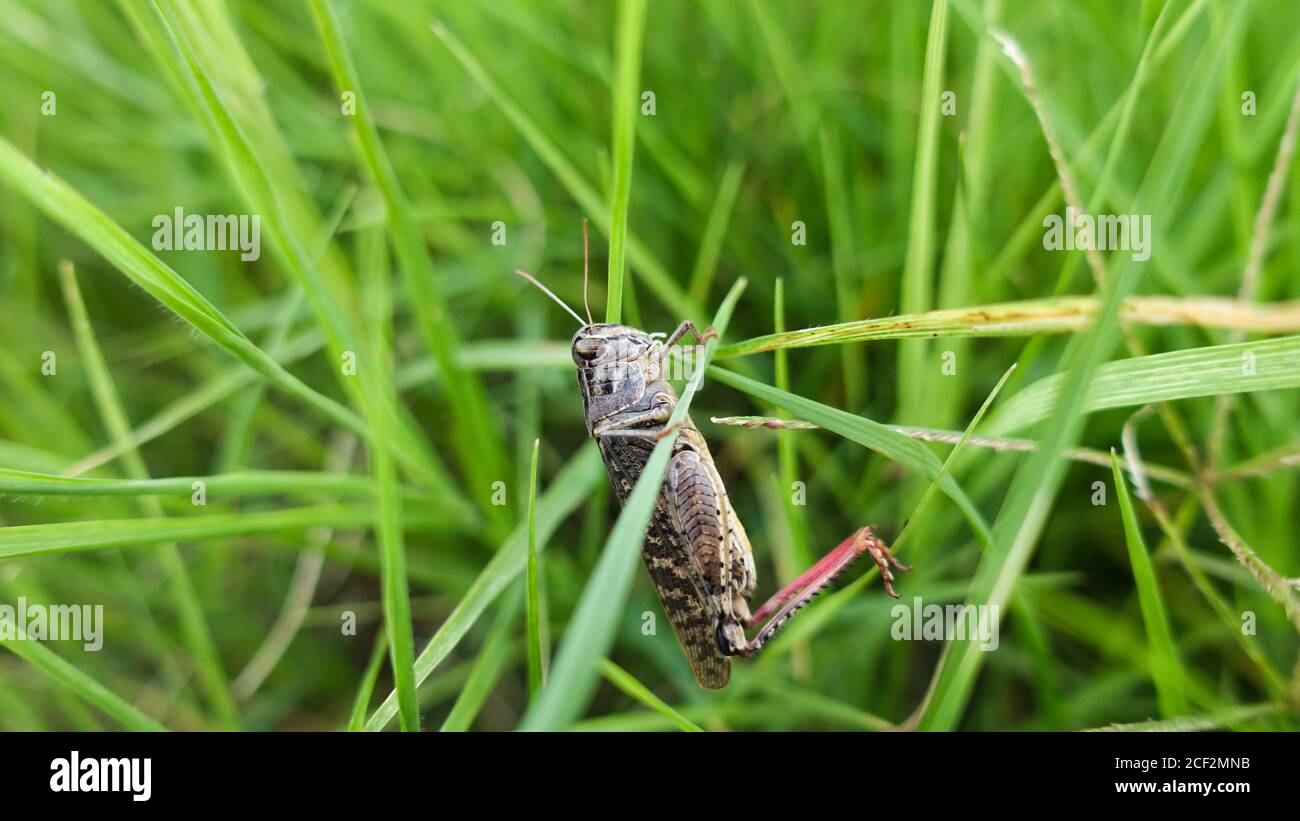 Grass Hopper strisciare su l'erba verde. Bush-cricket Macro Shot. Estate mattina Meadow Locust orientale alla ricerca di cibo nella foresta. Bush-cricket Foto Stock