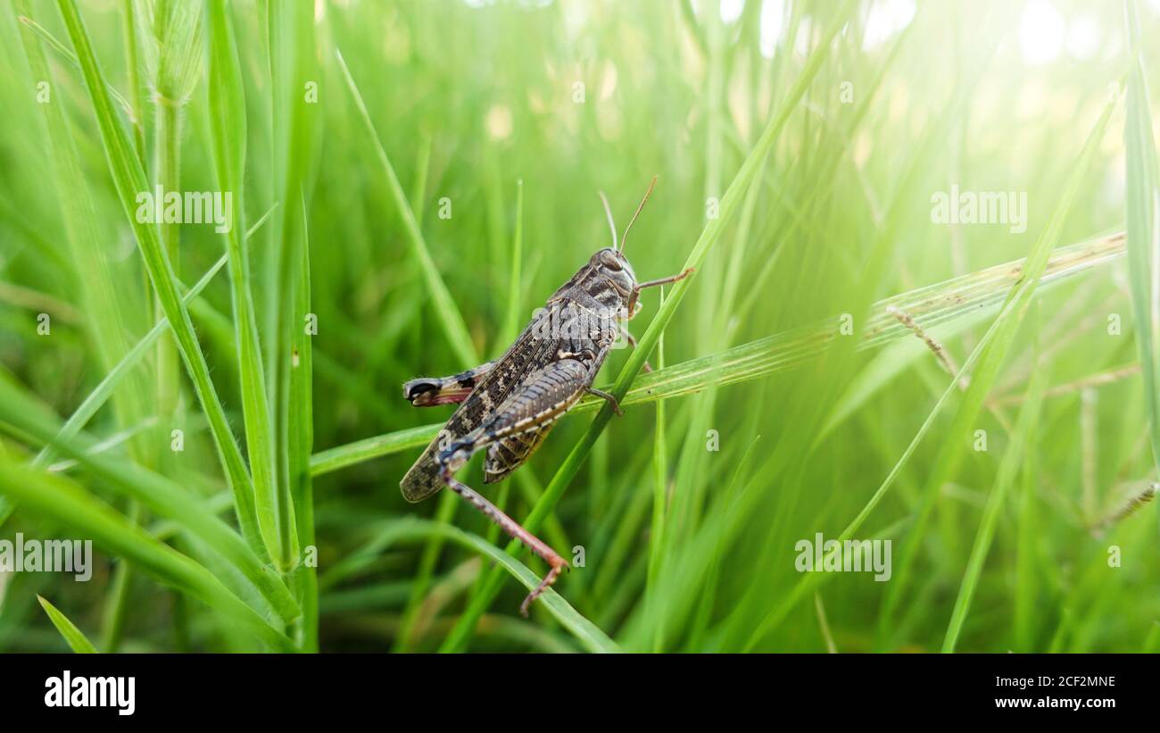 Grass Hopper strisciare su l'erba verde. Bush-cricket Macro Shot. Estate mattina Meadow Locust orientale alla ricerca di cibo nella foresta. Bush-cricket Foto Stock