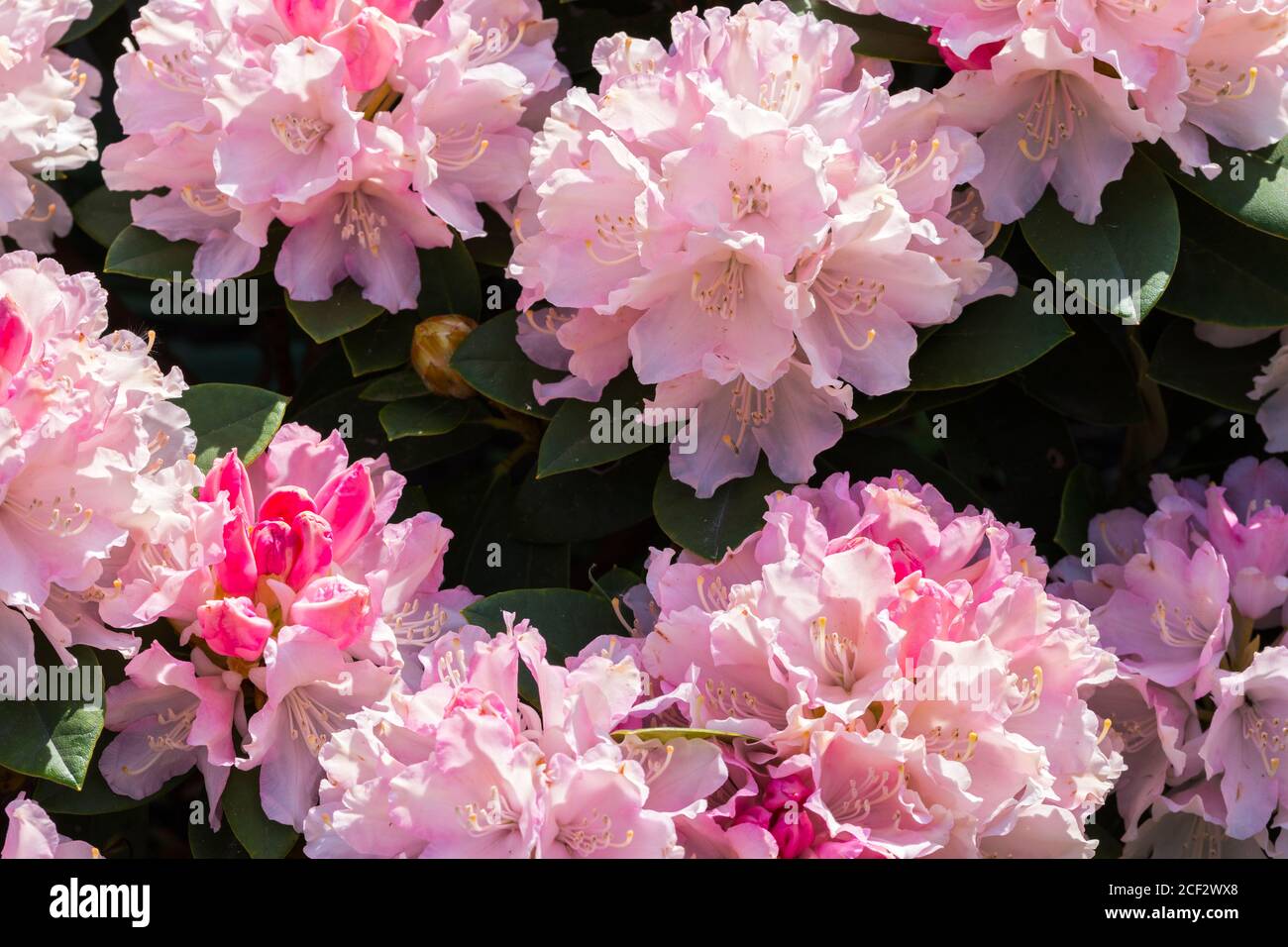 Arbusto nano rododendro 'Yakushimanum Doc'. Foto Stock