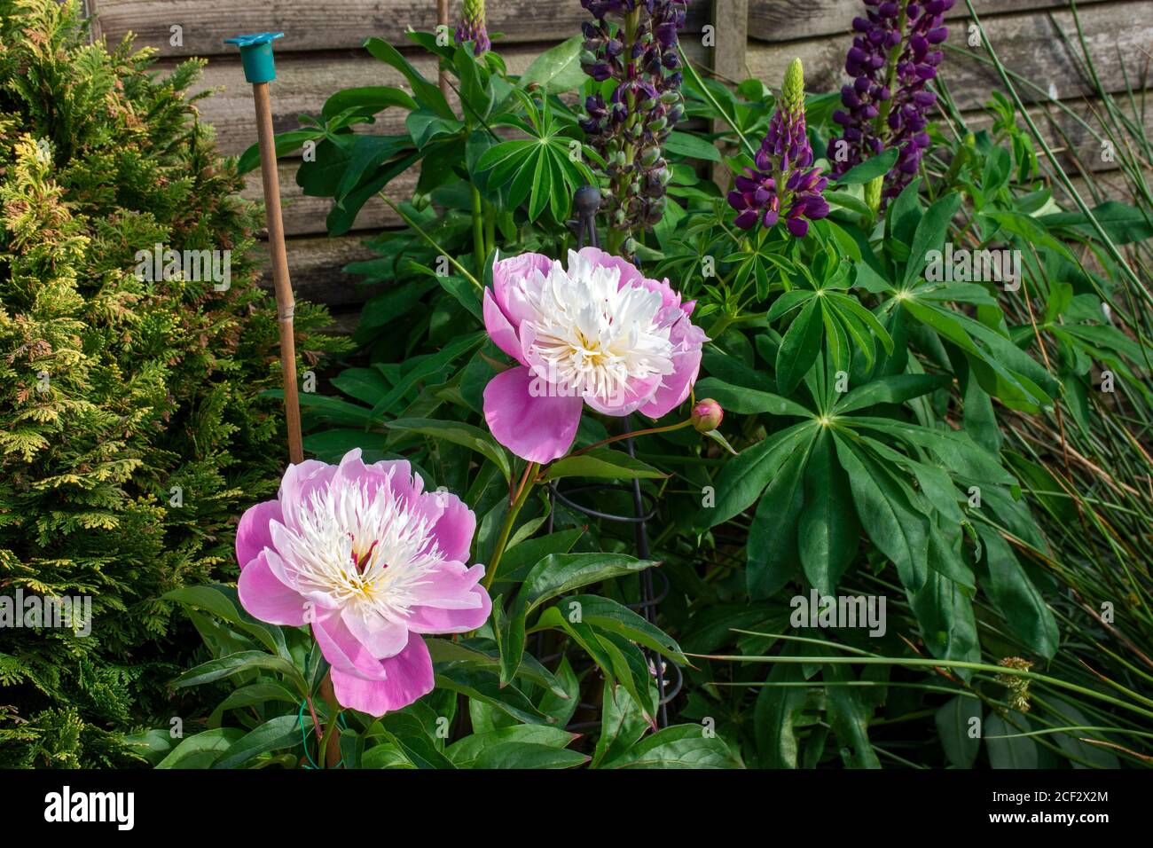 Peony cinese 'Bowl of Beauty' (Paeonia lactiflora) fiore fiorisce. Foto Stock