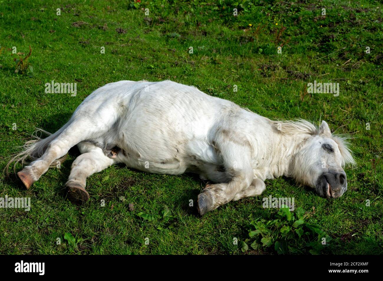 Pony che riposa in un campo, Bury, Manchester, Inghilterra, Regno Unito Foto Stock