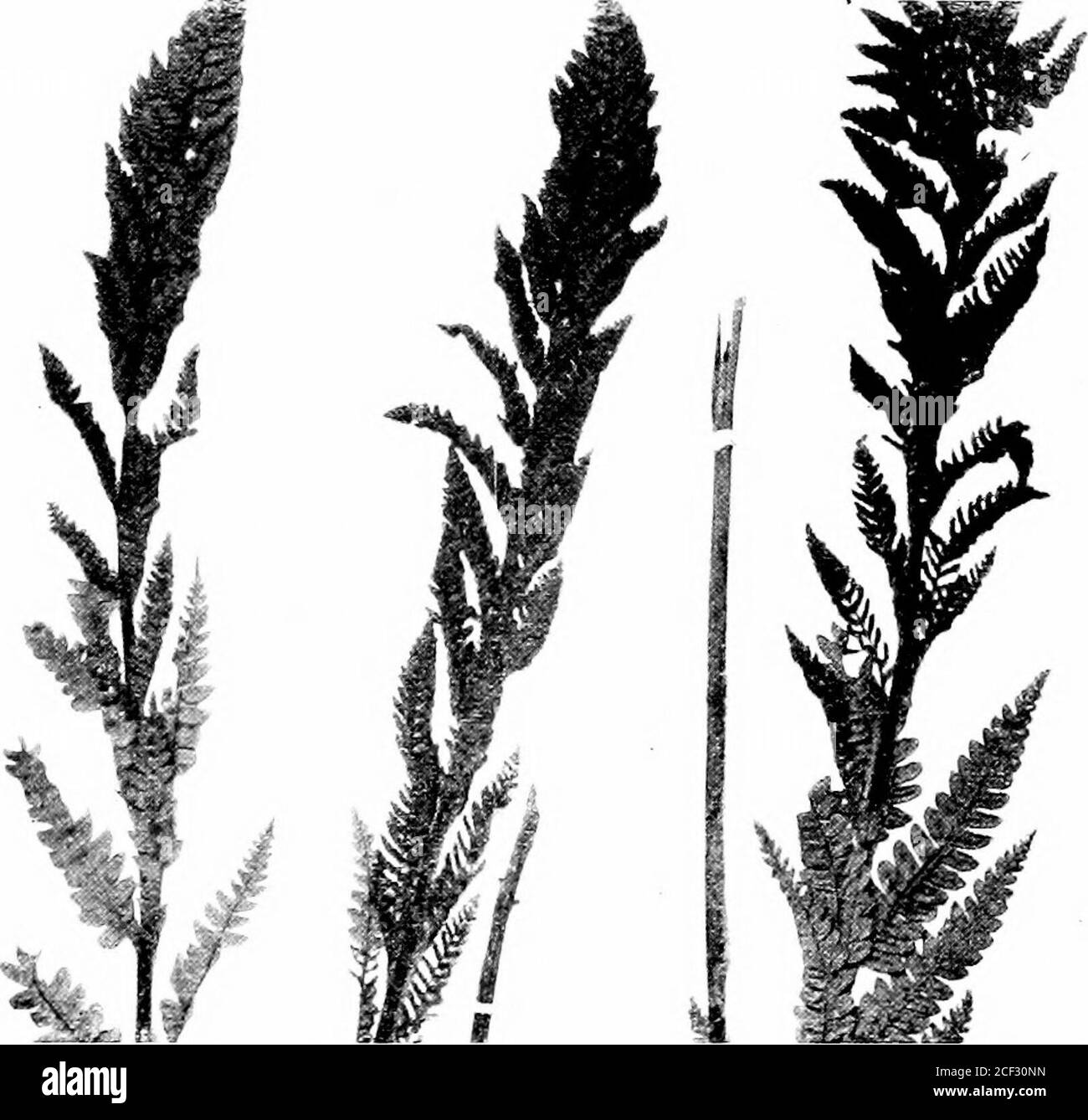 . Il compagno dell'amante della felce; una guida per gli stati nordorientali e il Canada. Cinnamon Fern. Gradazioni da anteriori sterili a anteriori fertili 184 gli amanti del Feex Compaxiox. (Iiinnmoii Fern, ir. Froiido.&lt;a ogni fertile fonte anteriore u]) in un primo momento fuori dagli sterileones, 1iut è presto circondato e overtopjjed da loro e si trova nel centro di un cerchio affascinante di lievito verde che si curva con grazia verso l'esterno. In breve tempo, tuttavia, si ritira e si blocca o cade a terra. Thelarge, cospicui gruppi di felci di cannella danno pic-turescaueness a molti un umido, collina i)asture e swa Foto Stock