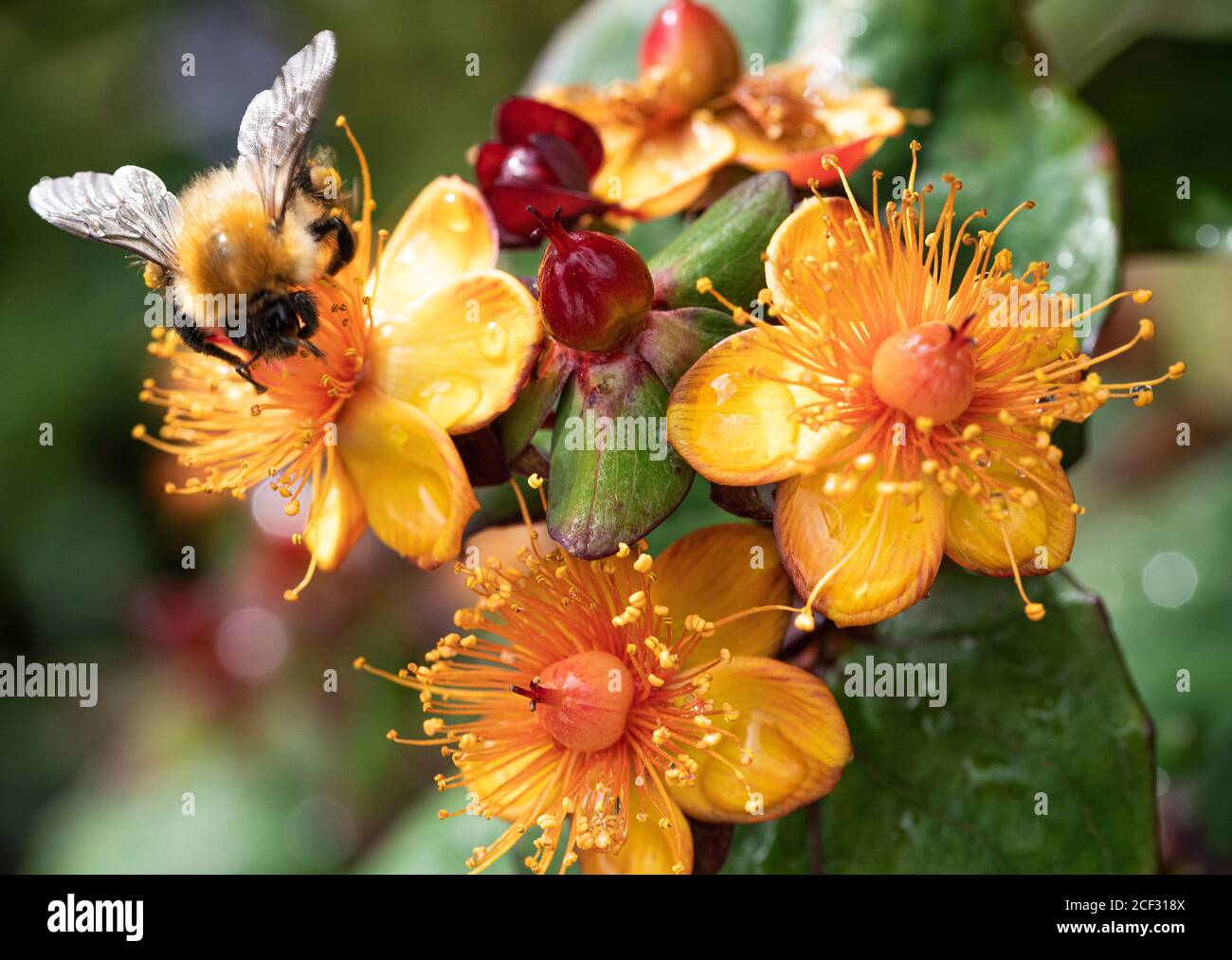 Un bumblebee di carder che si nuoce ai fiori gialli e rossi di Ipericum Albury viola in un giardino in Alsager Cheshire Inghilterra United Regno Unito Foto Stock