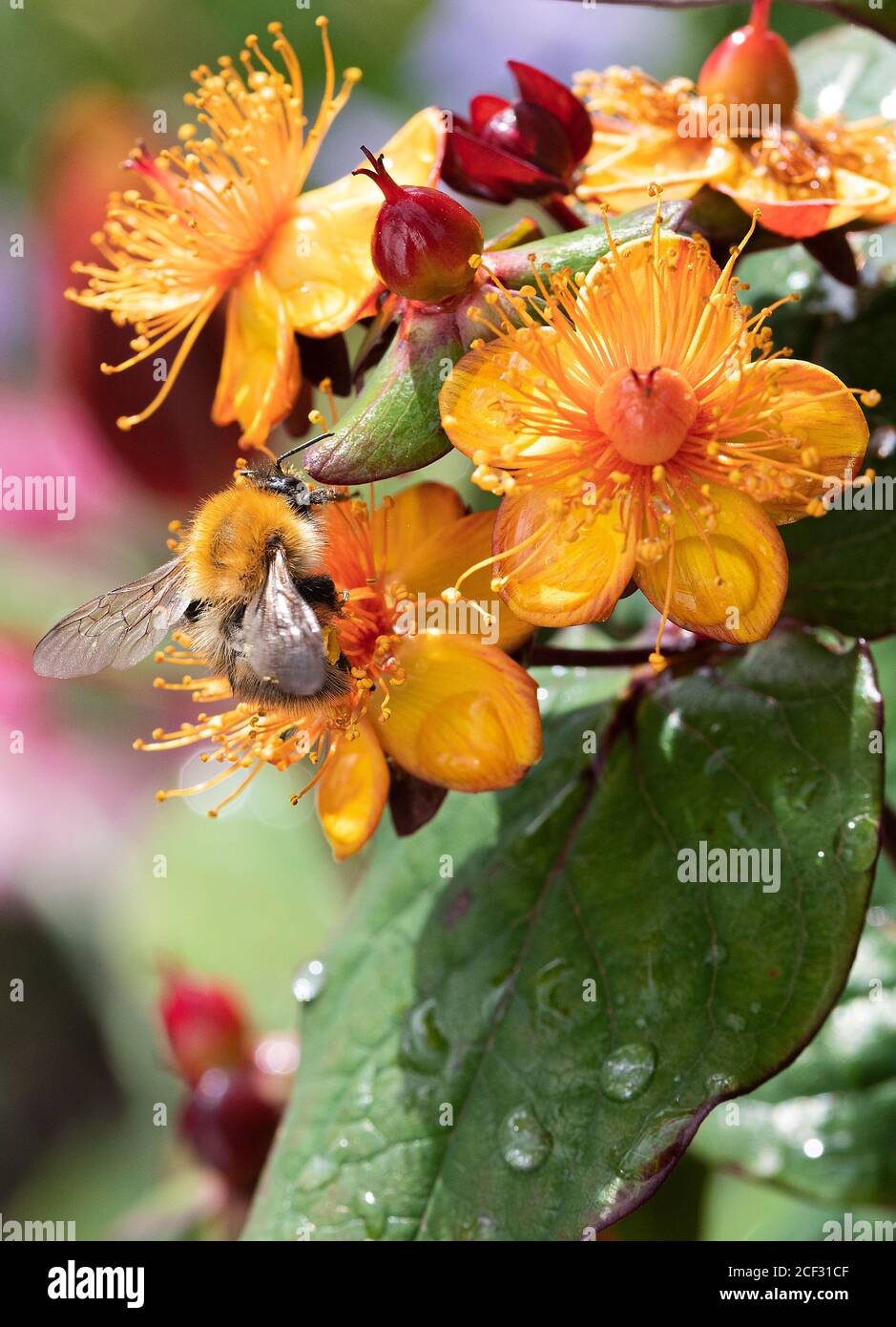 Un bumblebee di carder che si nuoce ai fiori gialli e rossi di Ipericum Albury viola in un giardino in Alsager Cheshire Inghilterra United Regno Unito Foto Stock