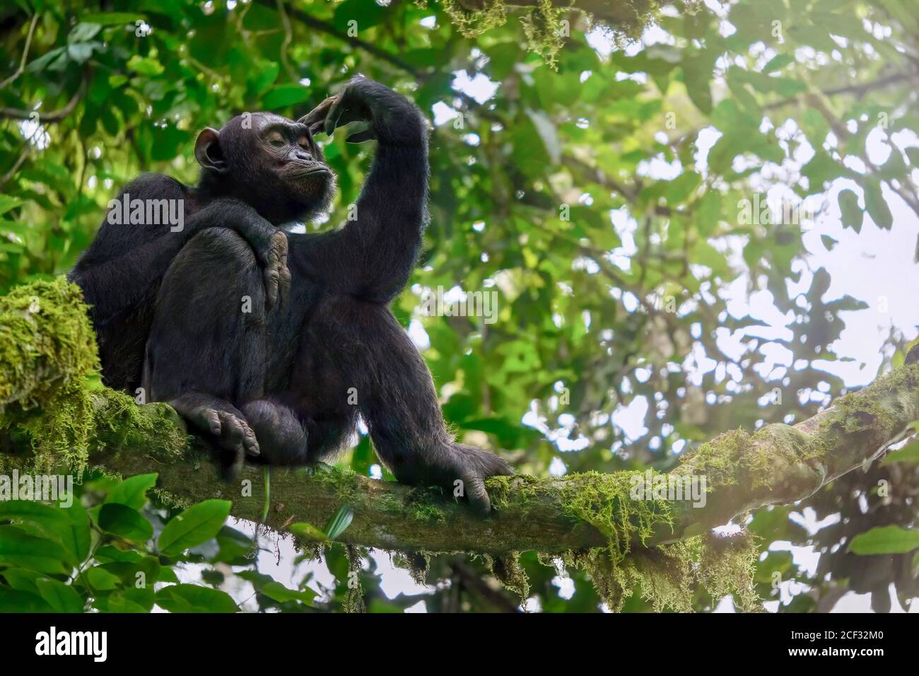 Vista ad angolo basso di uno scimpanzé maschile selvatico solitario (Pan troglodytes) seduto su un ramo di albero nel suo habitat naturale della foresta in Uganda. Foto Stock