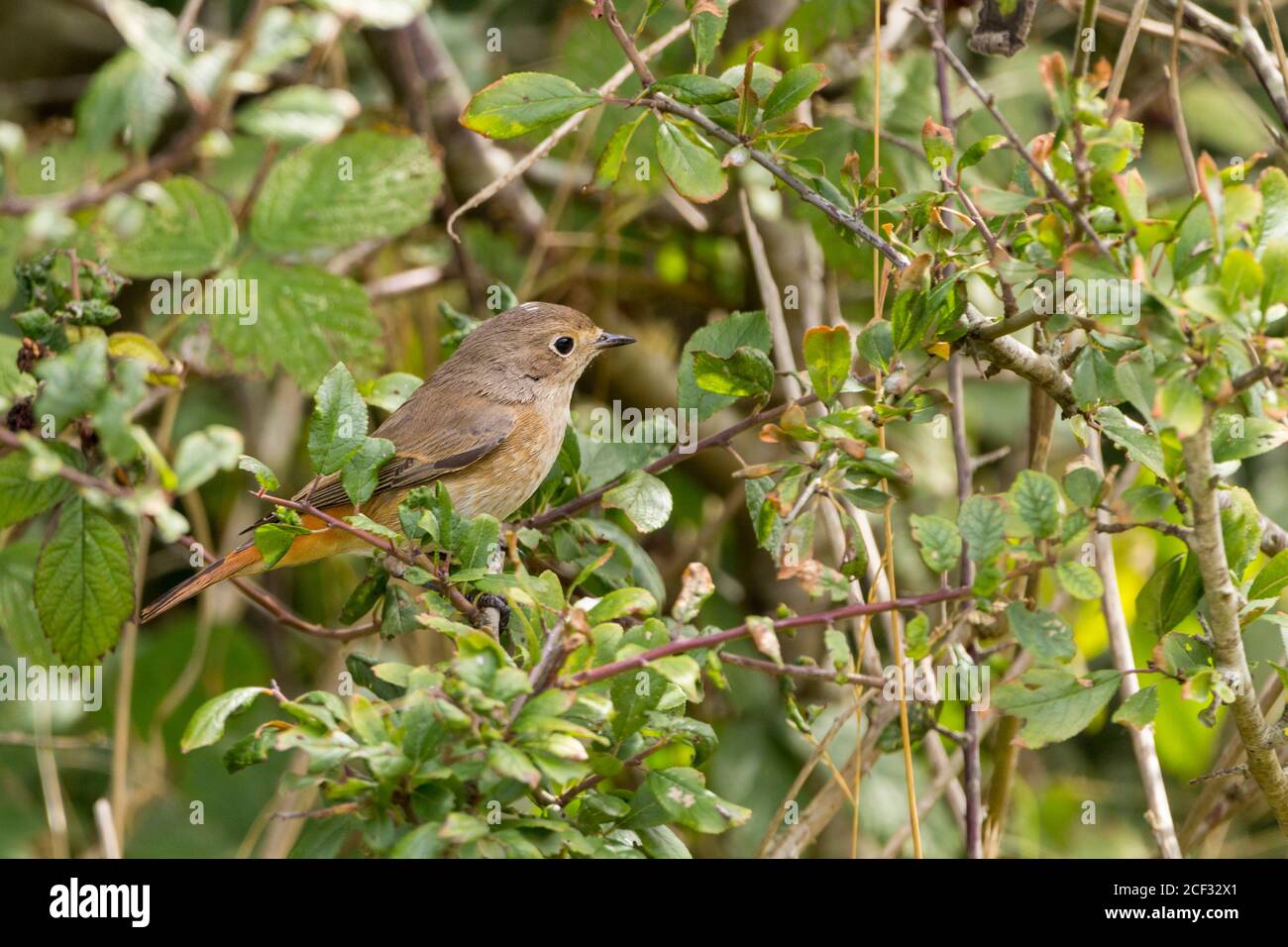 Uccello femmina di redstart, fenicurus phoenicurus, marrone grigio parti superiori arancione lavare a pallidi parti inferiori colpendo coda rossa arrugginita e groppa. Migrante estivo Foto Stock