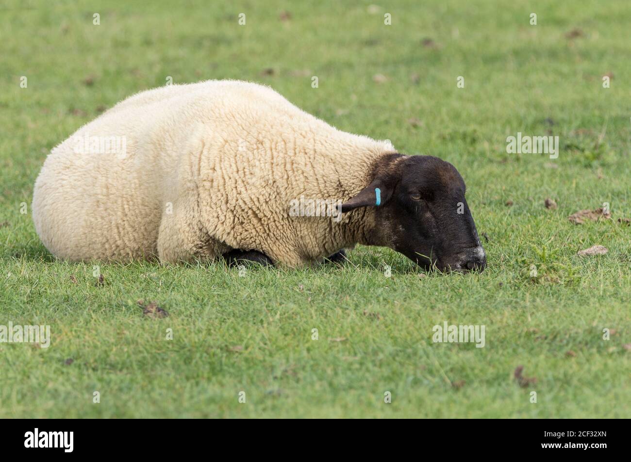 Suffolk pecora nero viso orecchie e gambe in felpato bianco a fine estate Regno Unito in un prato costiero. Adagiarsi appoggiandosi con il mento sull'erba che sostiene la testa. Foto Stock