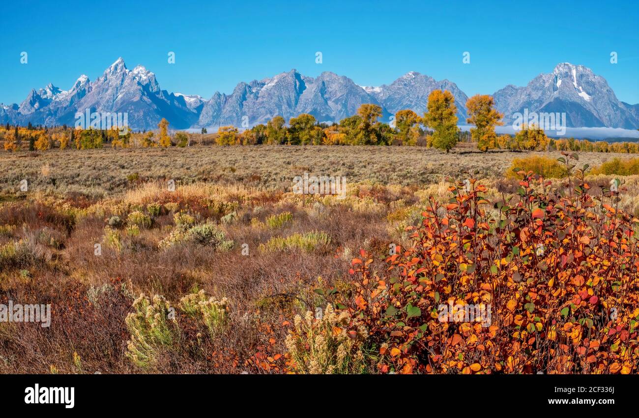 Un bellissimo paesaggio autunnale a Jackson Hole, Wyoming, con fiori selvatici, sagetbrush, colorati alberi di cottonwood e aspen, e la catena montuosa di Teton. Foto Stock