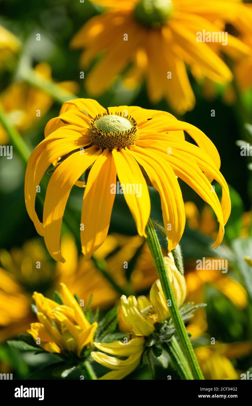 Rudbeckia Hirta 'occhi verdi'. Rudbeckia "Irish Eyes", Susan dagli occhi neri "Irish Eyes". Fiore giallo con centro verde Foto Stock