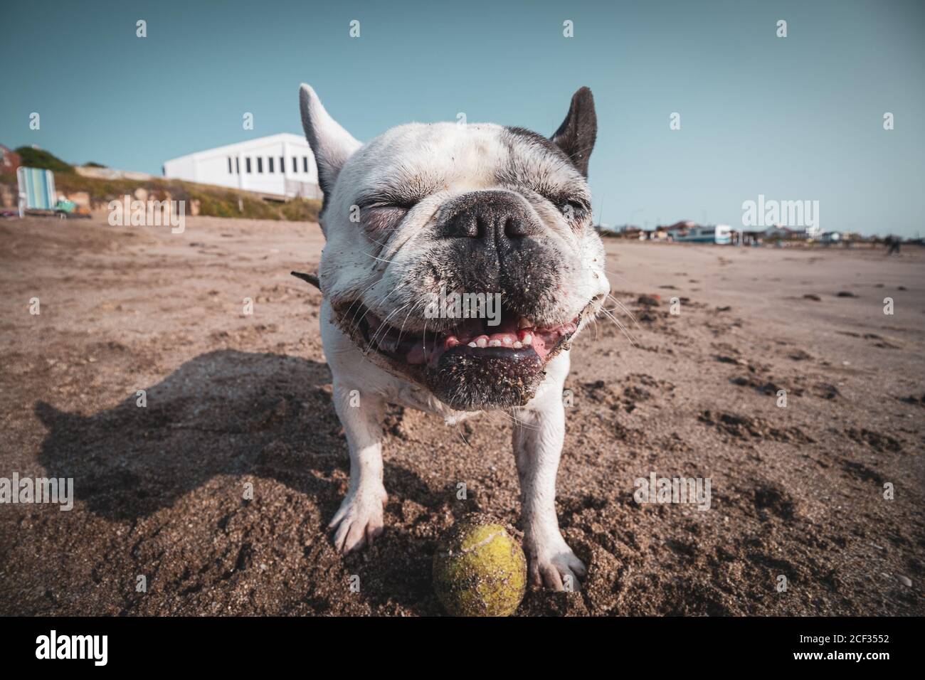 Bulldog francese che gioca con la sua palla in spiaggia Foto Stock