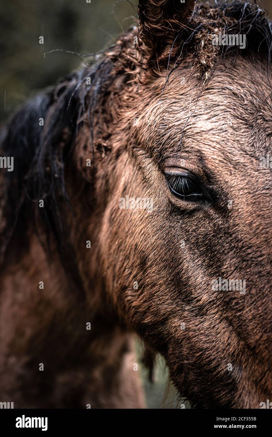 Bellissimo dettaglio della testa del cavallo argentino e il suo sguardo dentro la pioggia Foto Stock