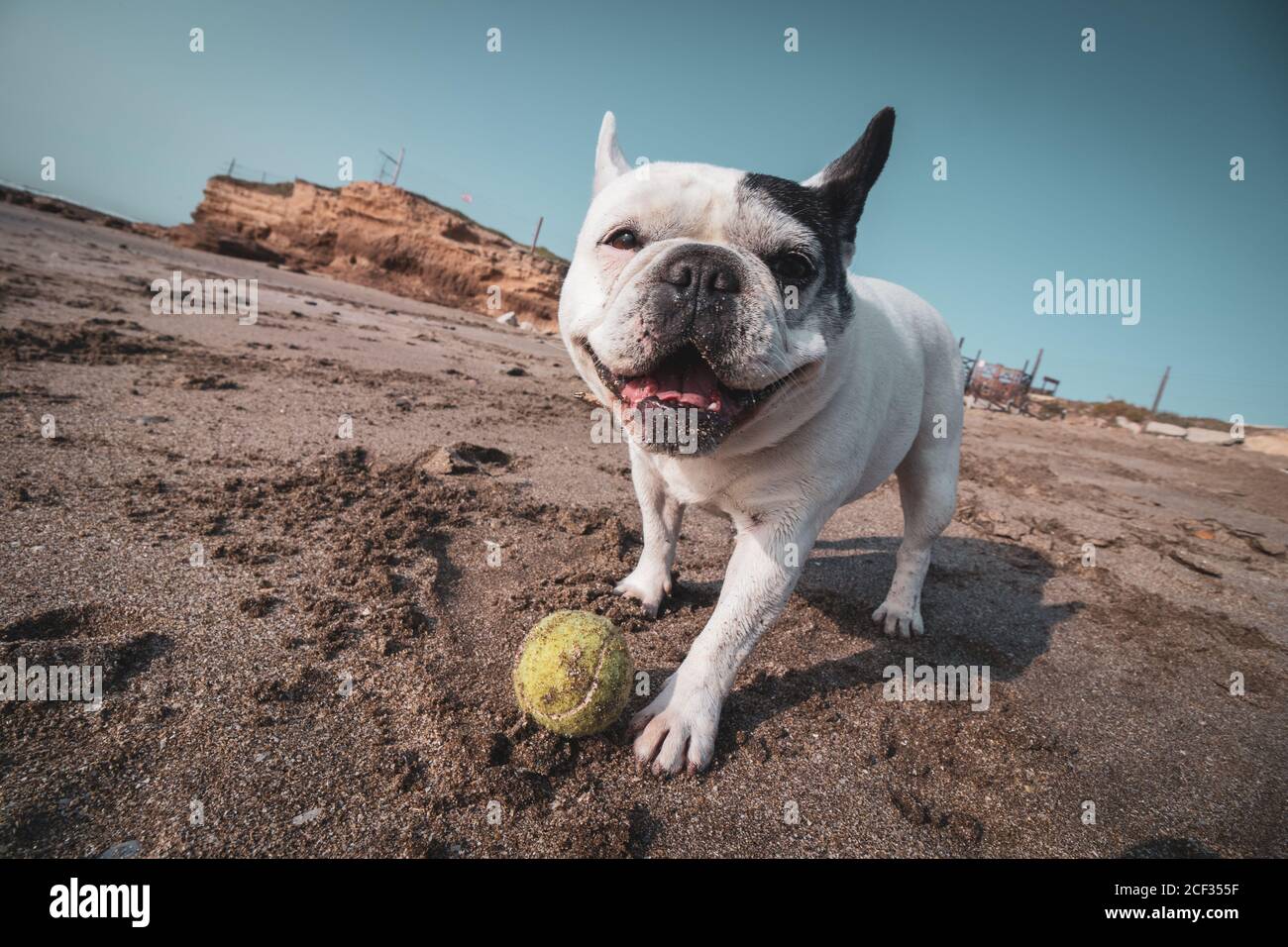 Bulldog francese che gioca con una palla da tennis sulla spiaggia Foto Stock