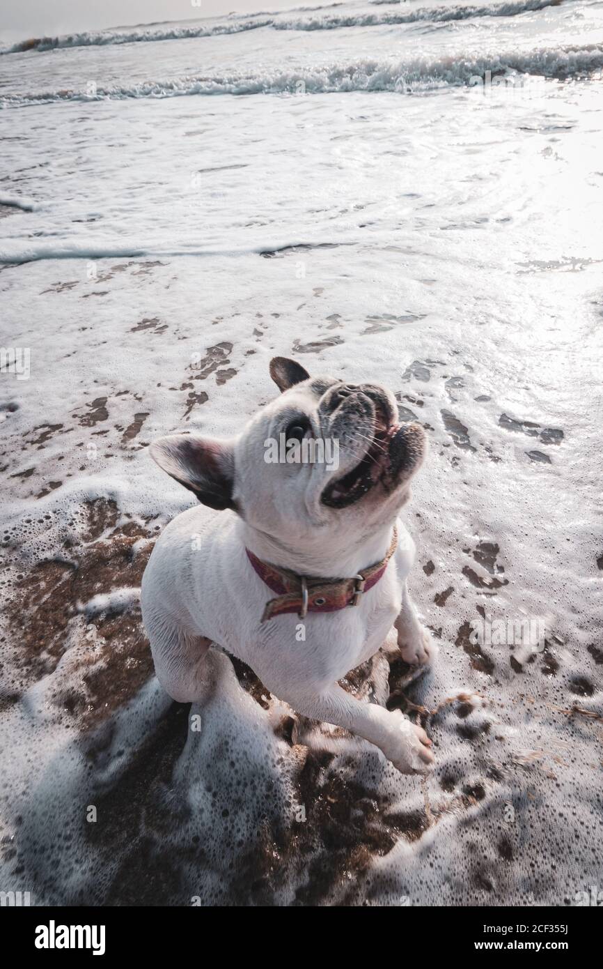 Bulldog francese che gioca in spiaggia al tramonto Foto Stock