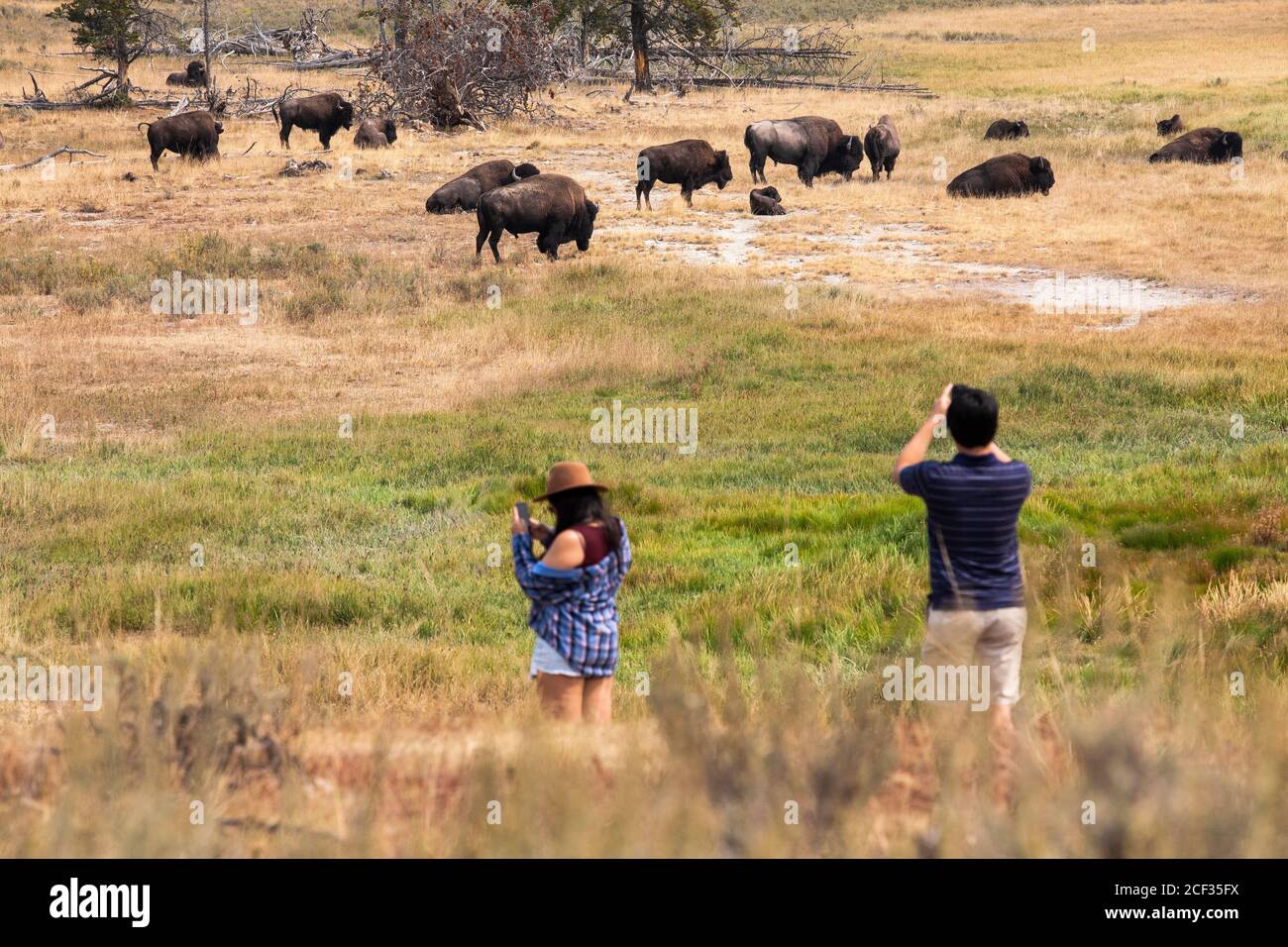 Yellowstone turisti foto con Bison's. Foto Stock