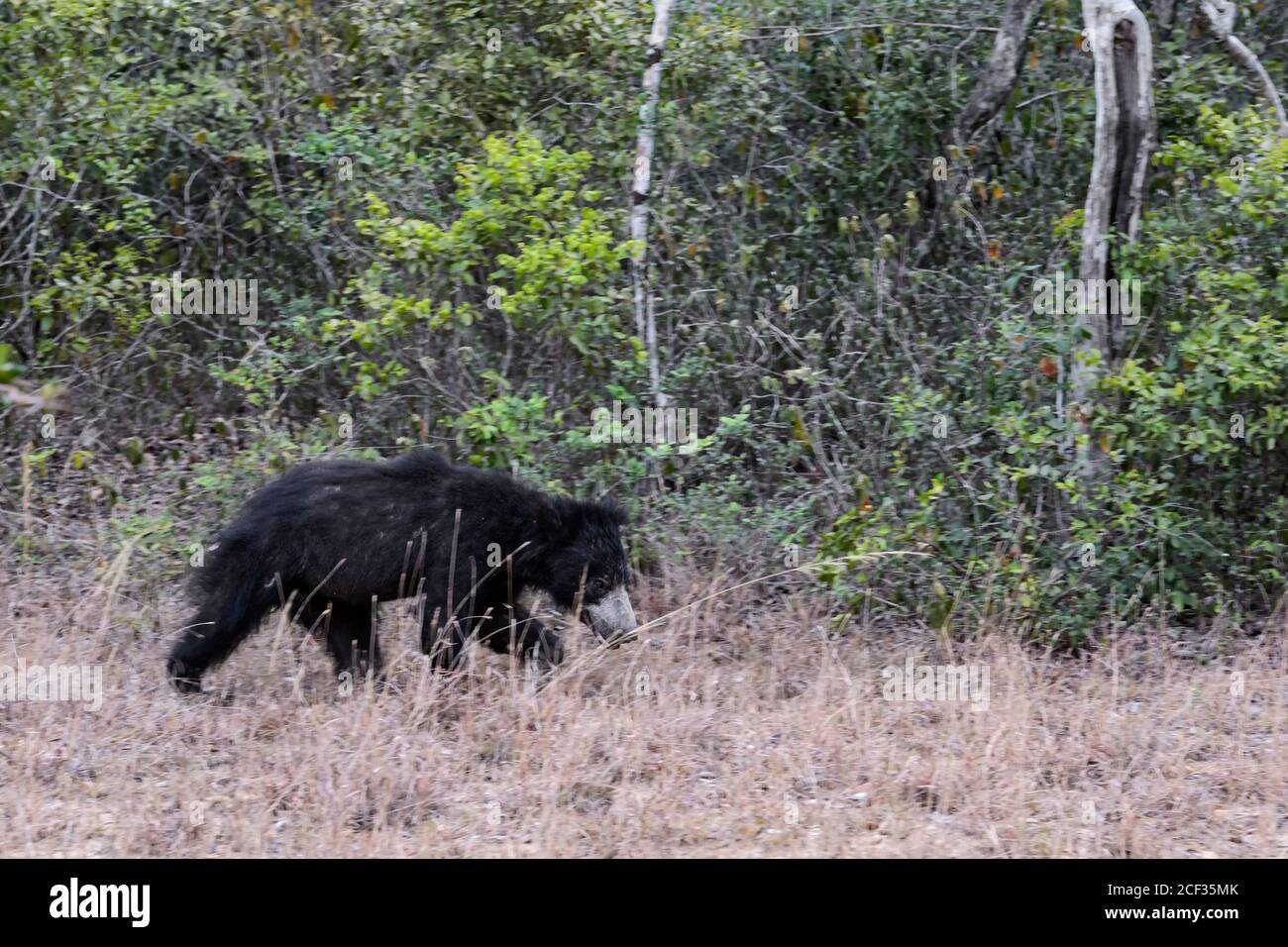 Orso di Sloth - Melursus ursinus, Parco Nazionale di Wilpattu, Sri Lanka, safari asiatico. Foto Stock