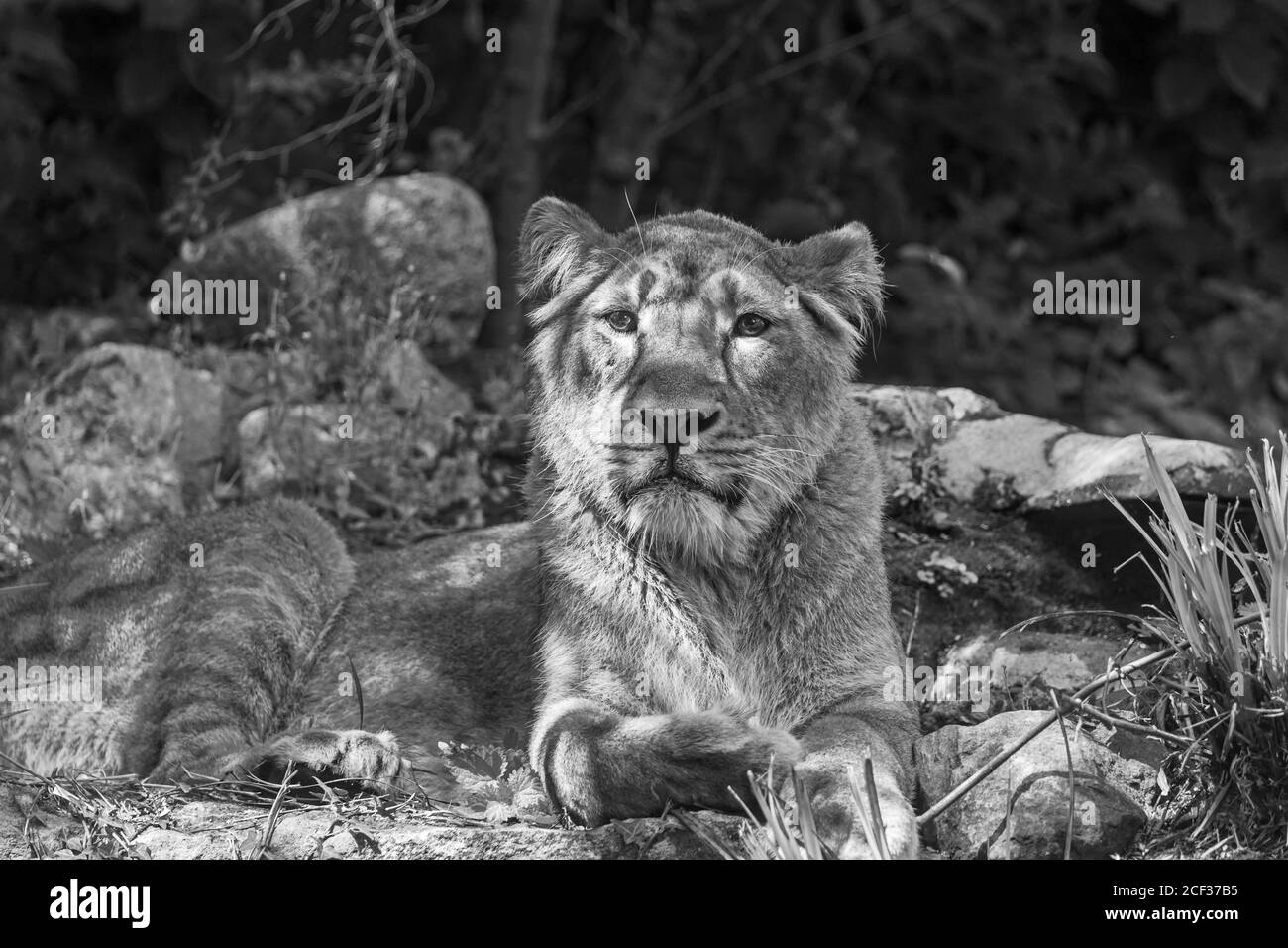 Leone asiatico femminile (Panthera leo persica) Giardini zoologici di Bristol. Agosto 2019. Foto Stock