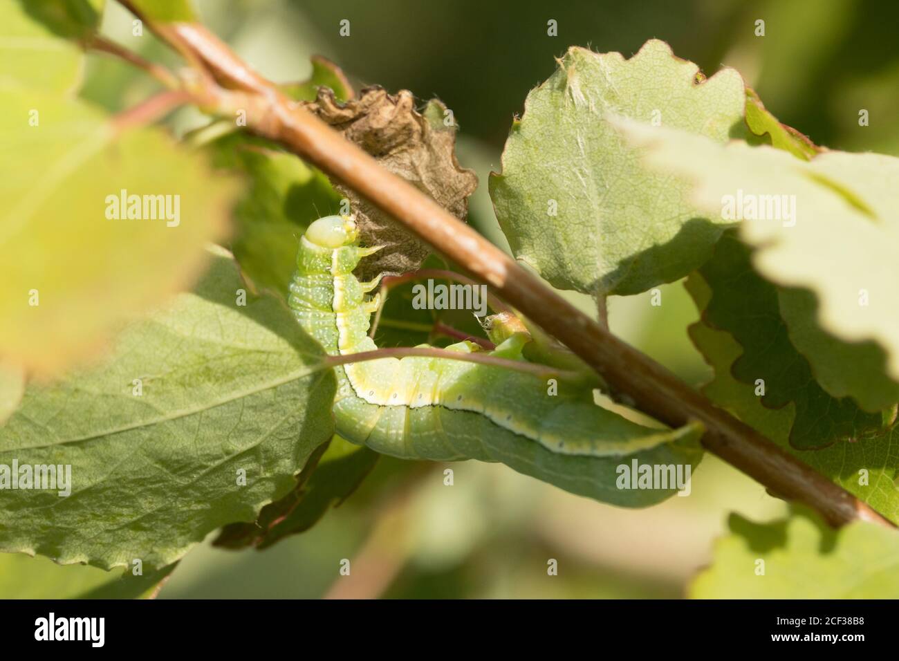 Larva di falda nuvolosa (Orthosia incerta) su aspen. Sussex, Regno Unito. Foto Stock