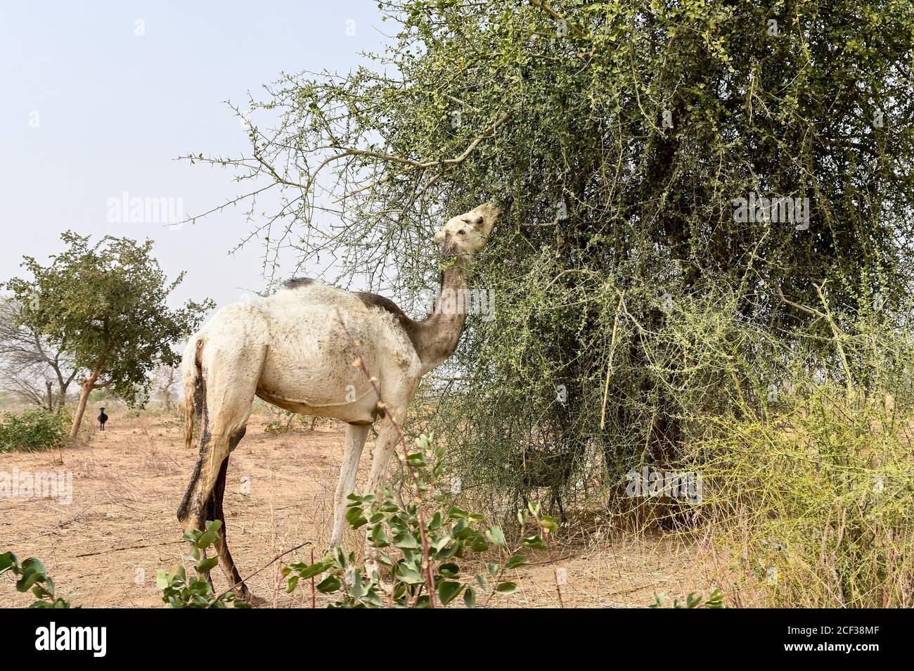 NIGER, Maradi, villaggio Dan Bako, desertificazione, cammello con foglie di spina Foto Stock