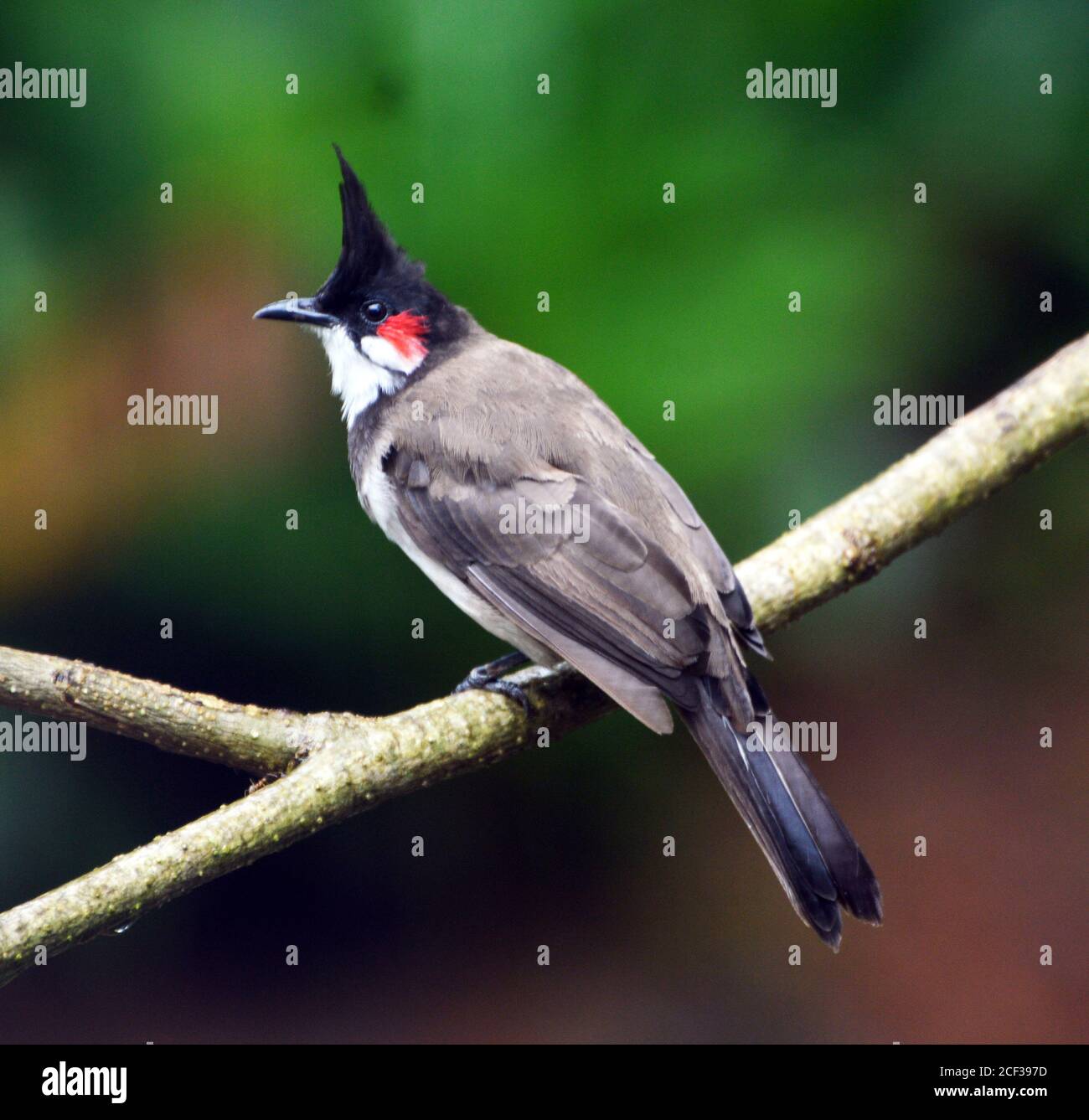 Bulbul o bulbul o brownbul con sussurro rosso Foto Stock