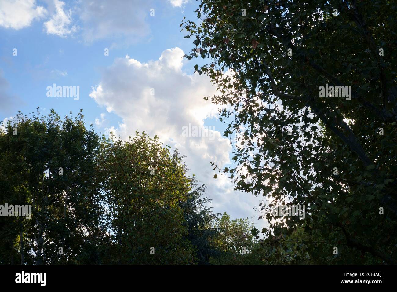 Nuvola tra rami di albero al tramonto Foto Stock