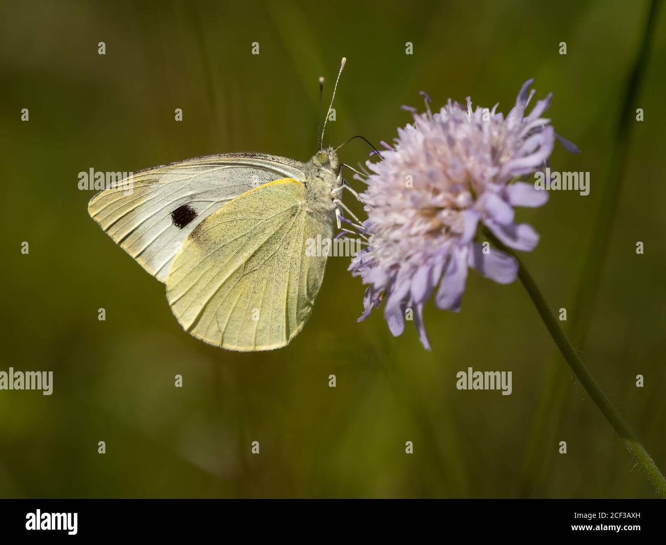 Piccolo bianco Foto Stock