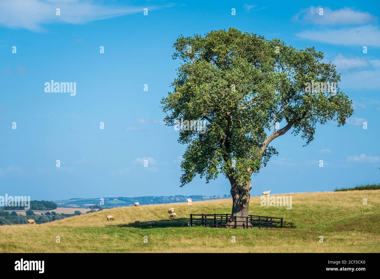 Grande albero solone in un campo. Foto Stock