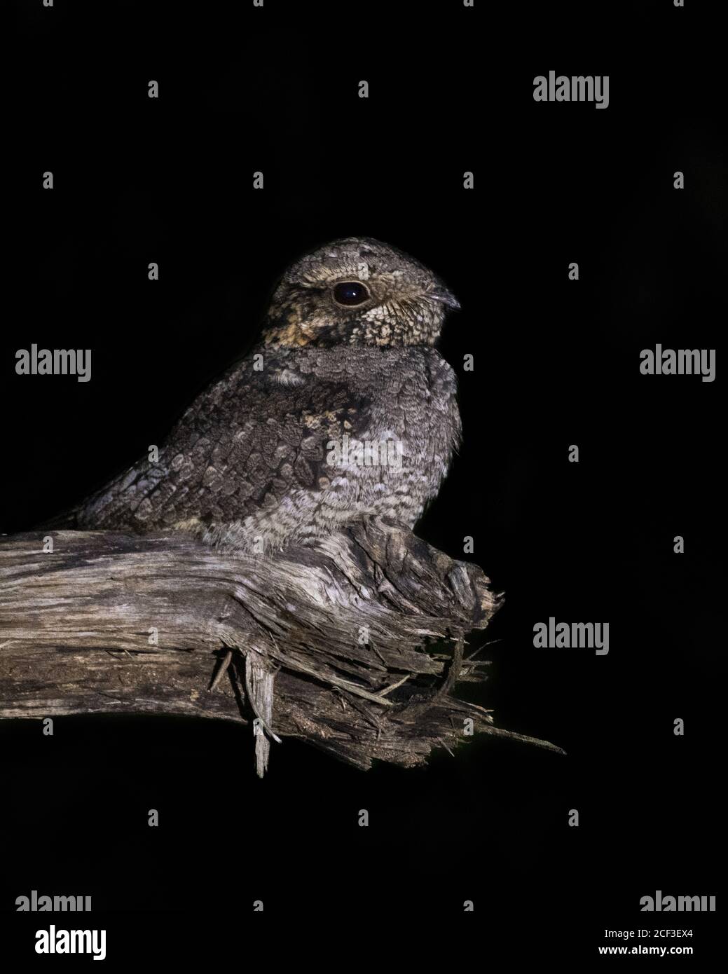 Una bella giungla Nightjar (Caprimulgus indicus), appollaiato sul bordo di un tronco e perfettamente mimeticato per evitare predatori. Foto Stock