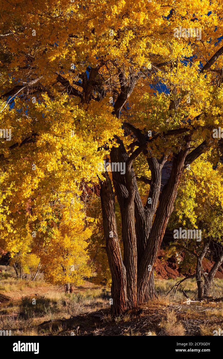 Fremont cottonwood in autunno, Capitol Reef National Park, Utah Foto Stock