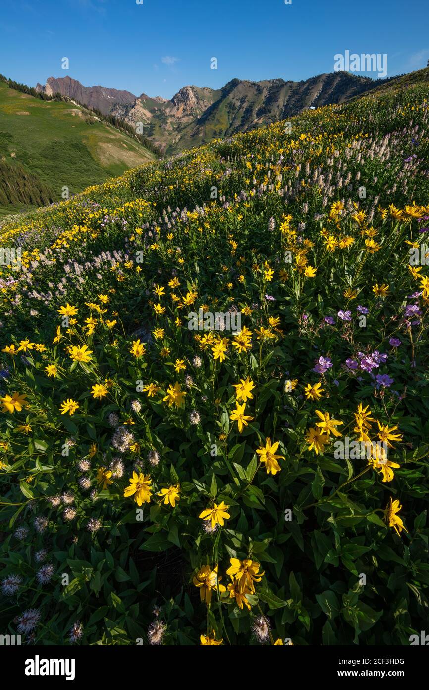 Campo di balsamroot balsamorhiza sagittata, Albion Basin, Little Cottonwood Canyon, Wasatch Mountains, Utah Foto Stock