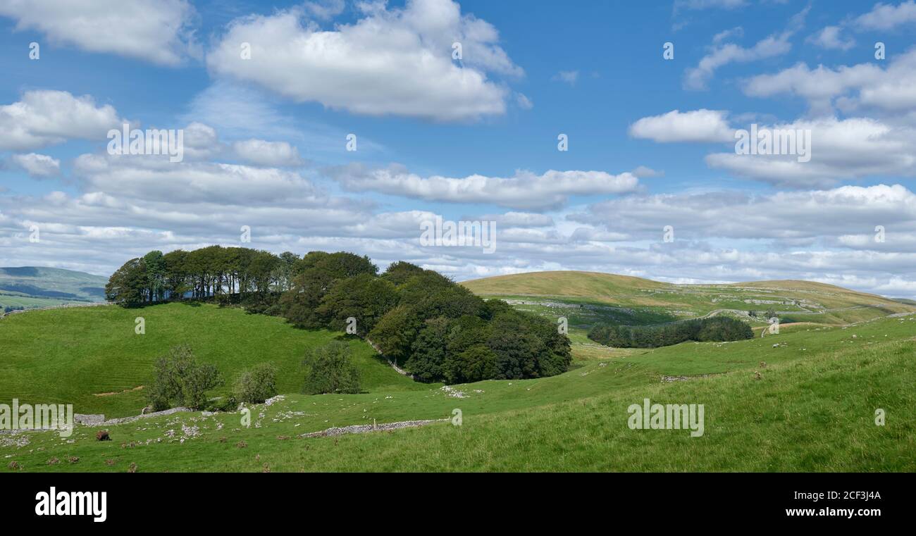 Brughiera, alberi e valli vicino Horton a Ribblesdale nel Parco Nazionale Yorkshire Dales Foto Stock