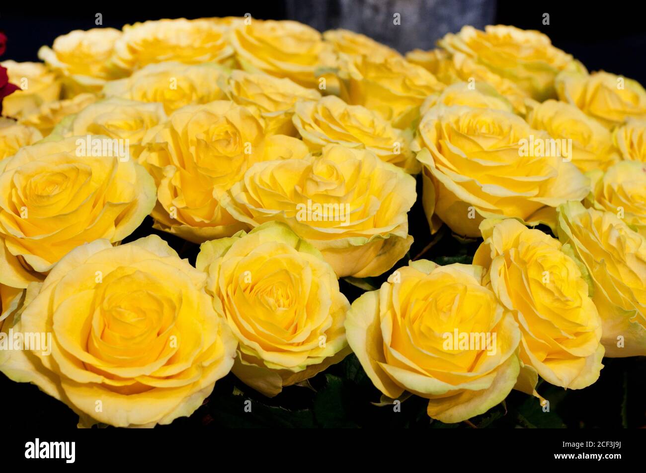 Bouquet di rose gialle fresche, fiore sfondo luminoso. Primo piano. Rose in negozio di fiori. Foto Stock