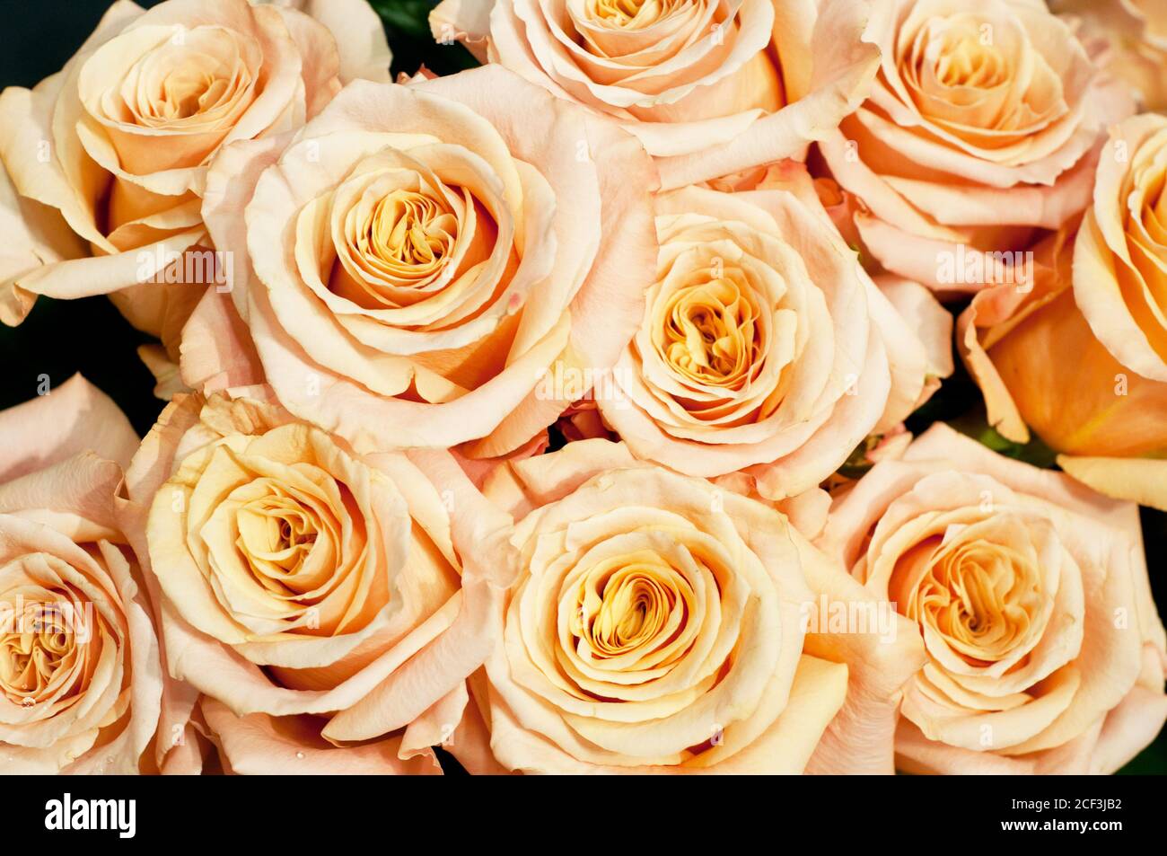 Bouquet di rose coralline arancioni fresche, fiore sfondo luminoso. Primo piano. Rose in negozio di fiori. Foto Stock