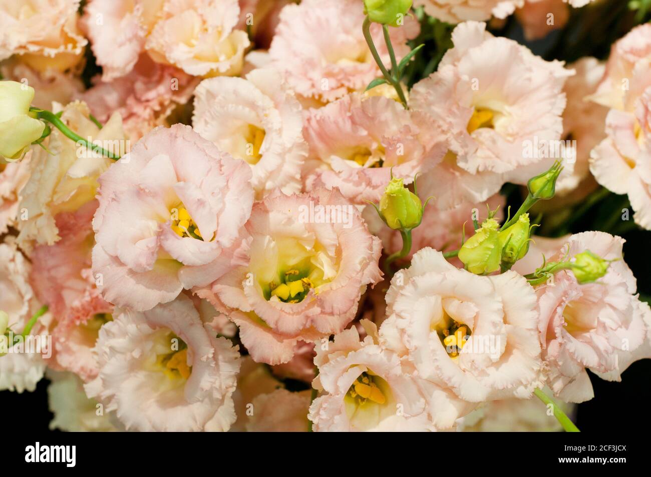 Bel fiore rosa eustoma (lisianthus) in piena fioritura con foglie verdi. Bouquet in negozio di fiori. Foto Stock