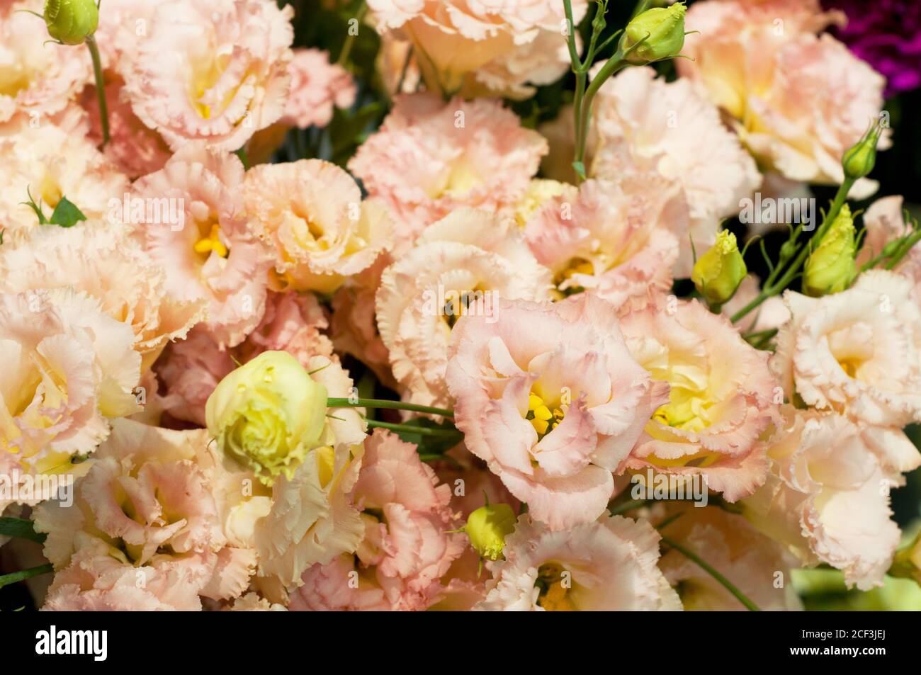 Bel fiore rosa eustoma (lisianthus) in piena fioritura con foglie verdi. Bouquet in negozio di fiori. Foto Stock