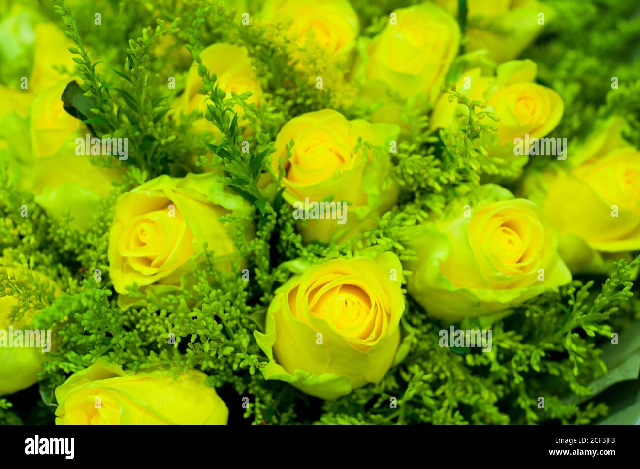 Bouquet di rose gialle fresche, fiore sfondo luminoso. Primo piano. Rose in negozio di fiori. Foto Stock