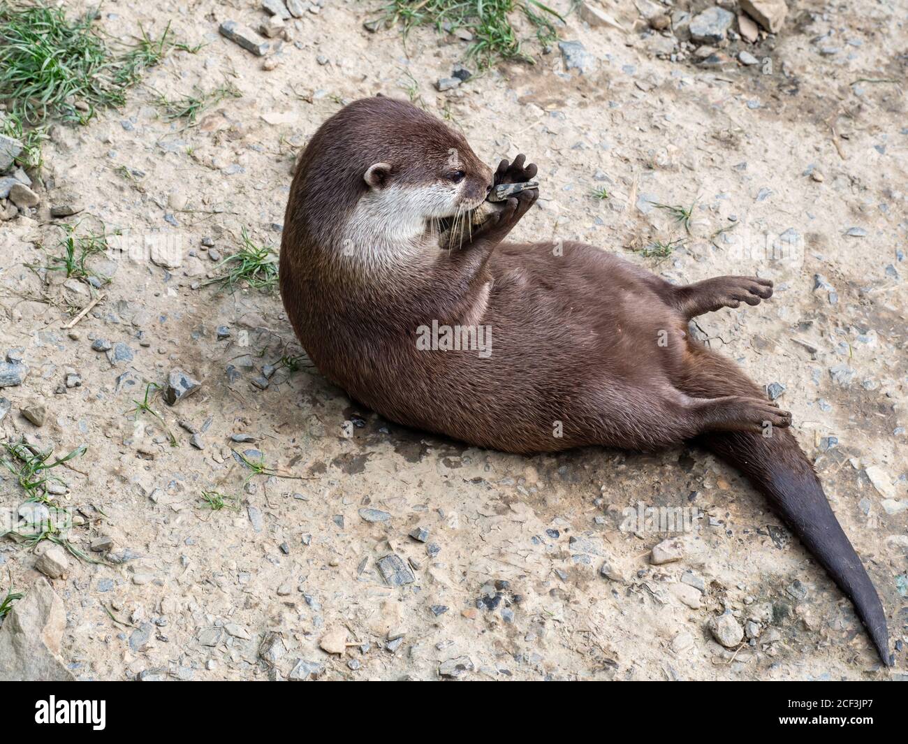 Carino lontro asiatico a corto-clawed, Aonyx Cinerea, sulla parte posteriore giocando con pietre. Foto Stock